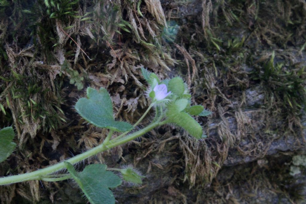 Veronica cymbalaria? no, Veronica hederifolia